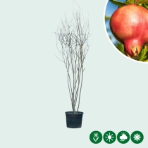 Granatapfelbaum mehrstämmig
