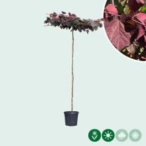 Judasbaum Ruby Falls dachförmig