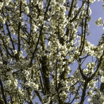 Japanische Zierkirsche ‘Umeniko’ #113