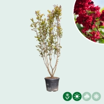 Chinesische Kräuselmyrte 'Dynamite'