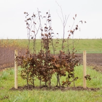 Blutbuchenhecke pro Meter zweireihig