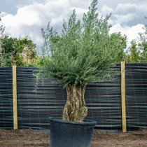 Olivenbaum 'Bonsai' 100–120 cm Stammumfang #3