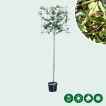 Glanzmispel als Spalierbaum