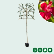 Oleander  Spalierbaum
