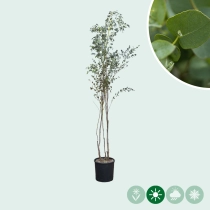 Eukalyptus mehrstämmig