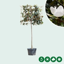 Magnolie grandiflora als Spalier
