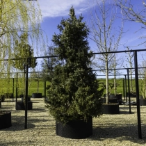 Serbische Fichte #112