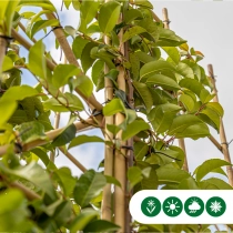 Portugiesische Lorbeerbaum 'Tico' als Spalierbaum