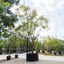 Mehrstämmige Felsenbirne #2