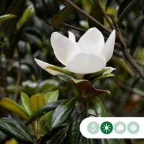 Magnolia grandiflora solitair #81