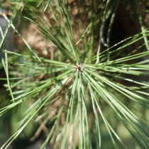 Waldkiefer Bonsai Pompon #80