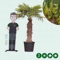 Chinesische Hanfpalme 100 cm Stammhöhe