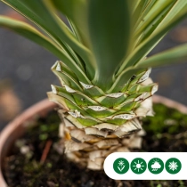 Palmlilie 'variegata'