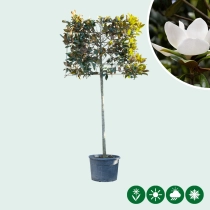 Magnolie grandiflora als Spalier