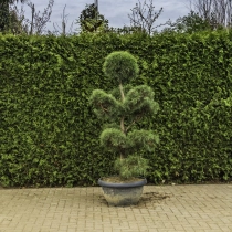 Waldkiefer Bonsai Pompon #82