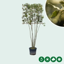 Steineiche mehrstämmig  als Spalier