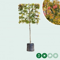 Persischer Eisenholzbaum als Spalier