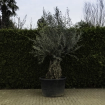 Olivenbaum 'Bonsai' #102