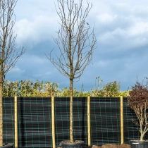 Dornenloser Lederhülsenbaum ‘Skyline’ #3