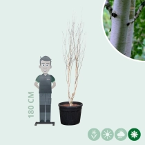 Himalaya-Birke mehrstämmig