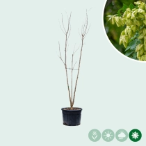Blasenbaum mehrstämmig