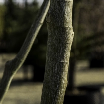 Rotnerviger Schlangenhaut-Ahorn #109