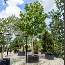 Blauglockenbaum #111