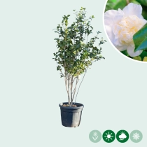Camellia weiß mehrstämmig
