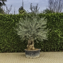 Olivenbaum 'Bonsai' #87