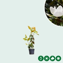 Magnolie Grandiflora Solitär