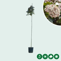 Schneeball Hochstamm