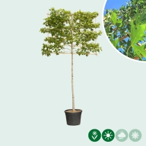 Amberbaum als Spalier Ausgewaschen