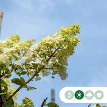 Hortensie 'Lime light' mehrstämmig