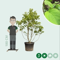 Taschentuchbaum mehrstämmig