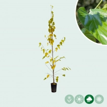 Maulbeerbaum  'Milanowek'