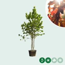 Amberbaum mehrstämmig