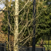 Gelbe Säulenbuche #106