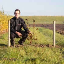 Blutbuchenhecke pro Stück