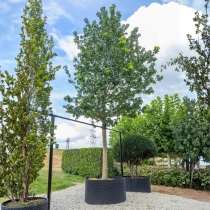 Amberbaum ‘Lane Roberts’ #107