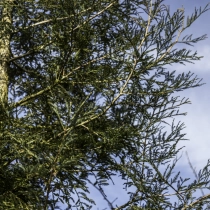 Küstenmammutbaum #108