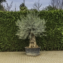 Olivenbaum 'Bonsai' #86