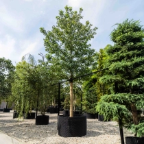 Amberbaum Worplesdon #1