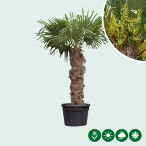 Chinesische Hanfpalme 100 cm Stammhöhe