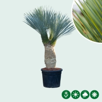 Palmlilie Yucca mehrköpfig