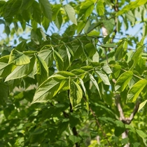 Mehrstämmige Bäume