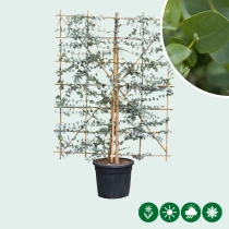 Eukalyptus Heckenelement