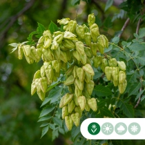 Blasenbaum mehrstämmig