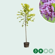 Gewöhnlicher Judasbaum ausgewaschen