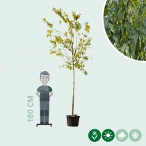 Mandelbaum ausgewachsen