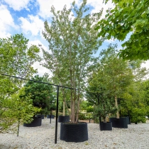 Japanische Zierkirsche 'Kanzan' mehrstämmig #1